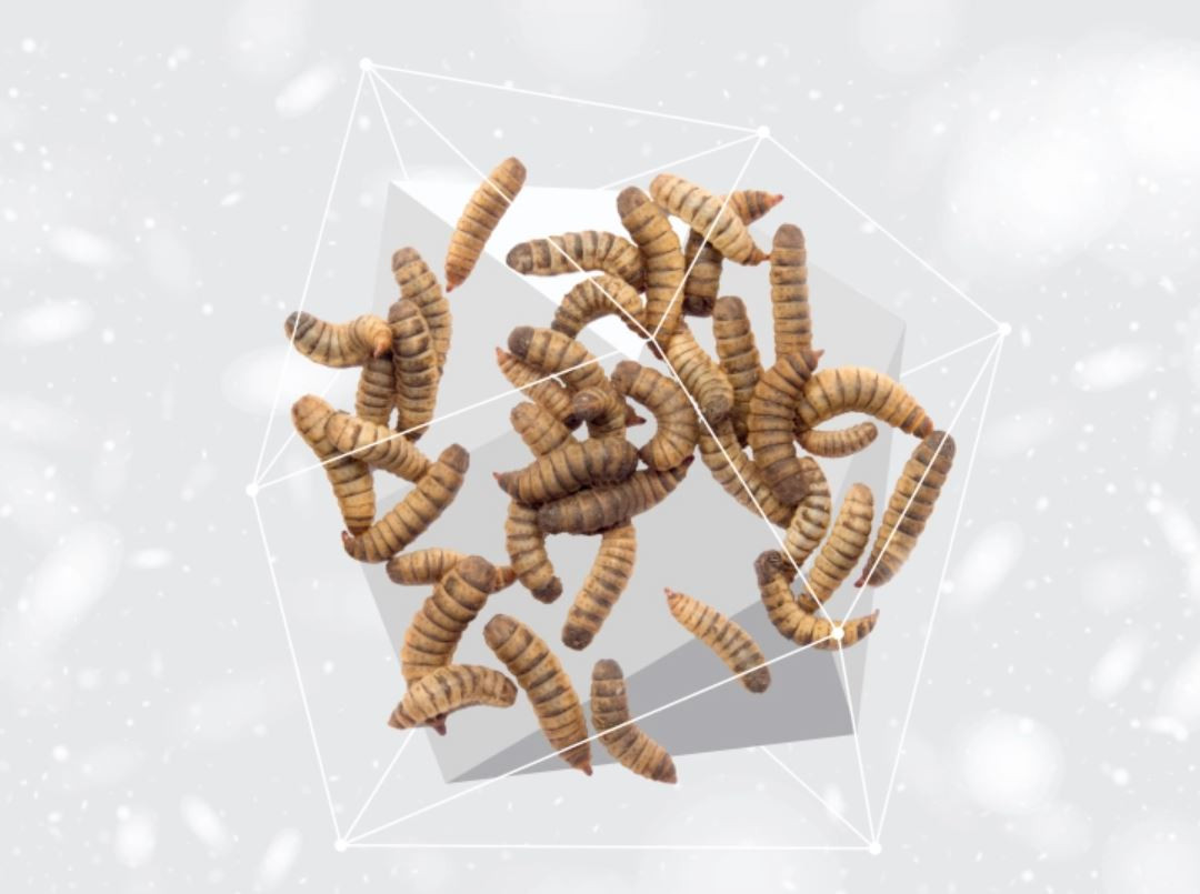 NATURE'S PROTECTION Superior Care White dog Small breeds Insect - suché krmivo pro psy - 1,5kg - foto 3