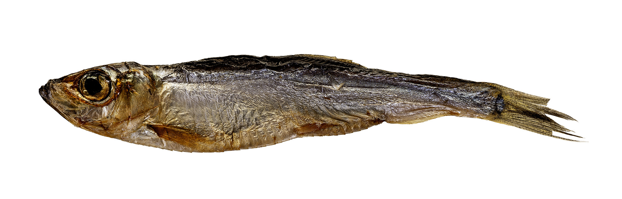 PETITTO Dried sprats - pamlsek pro psa - 500g - foto 2