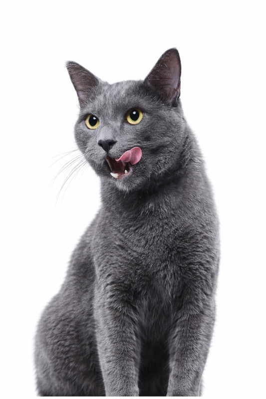 JOHN DOG For cats Mousse Turkey - mokré krmivo pro kočky - 12x200g - foto 3