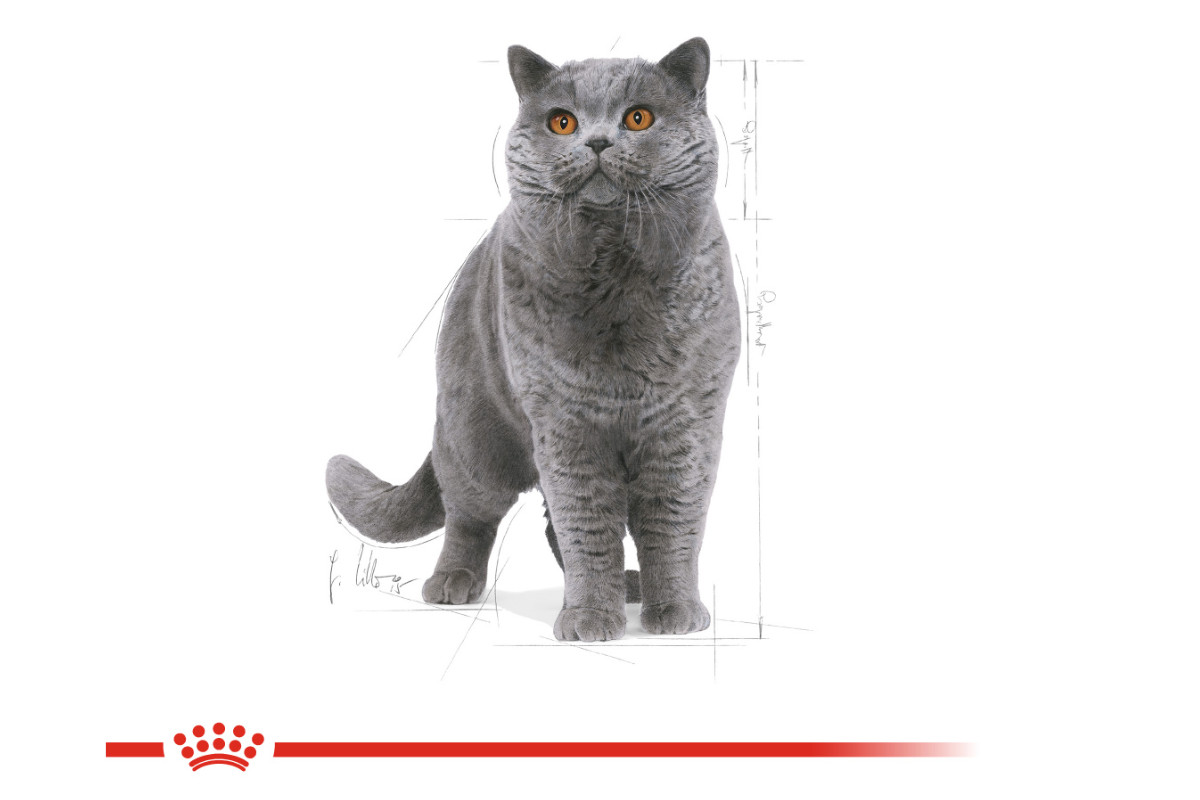Royal Canin British Shorthair Adult suché krmivo pro kočky 4 kg Dospělý jedinec - foto 3