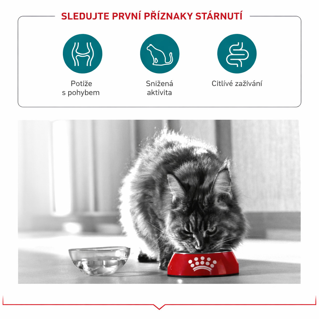 ROYAL CANIN Ageing 11+ Sterilised - suché krmivo pro kočky - 4kg - foto 4