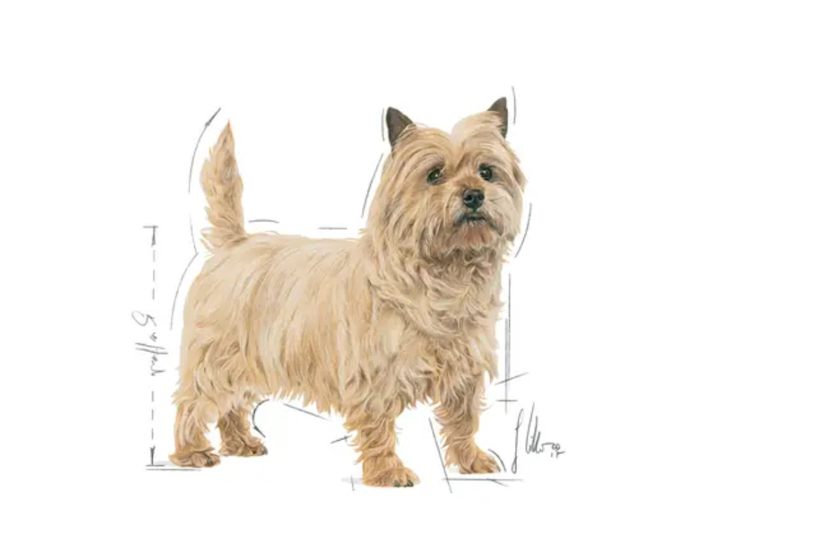 Royal Canin CCN MINI LIGHT WEIGHT CARE - suché krmivo pro dospělé psy - 3kg - foto 4