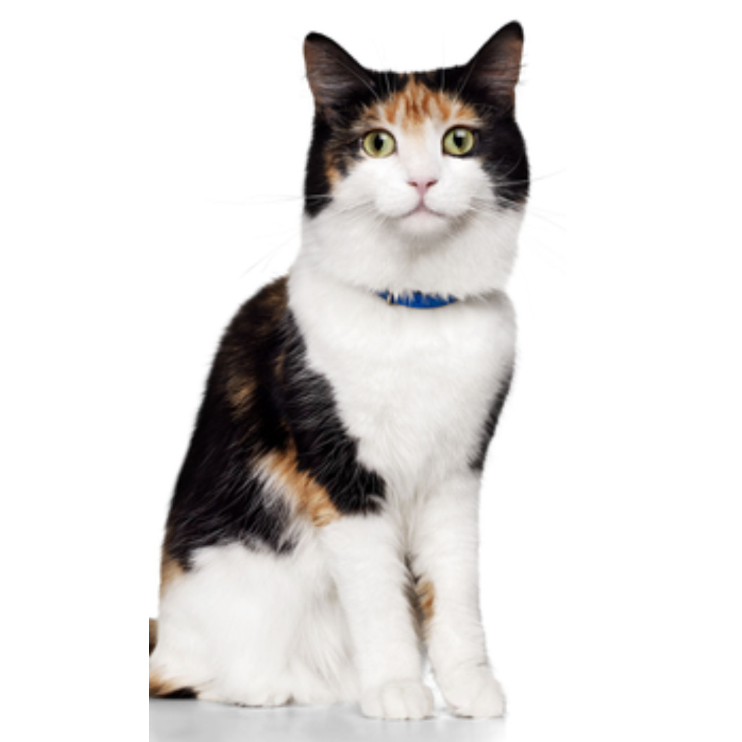 HILL'S Thyroid Care y/d – suché krmivo pro kočky – 1,5kg - foto 4